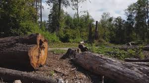 Professional Tree Removal in Raymond, IL