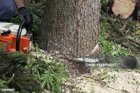 Best Palm Tree Trimming  in Raymond, IL